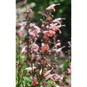Salvie. Salvia coccinea. Summer jewel pink. Fr.