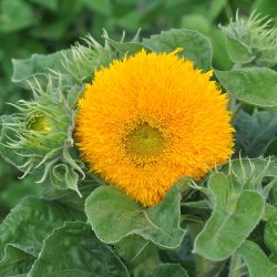 Solsikke fr�. Sungold. Dwarf. Helianthus annuus. Ca. 185 Fr�.
