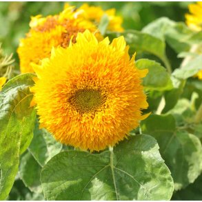 Solsikker. Sungold. Dwarf. Helianthus annuus. Fr.