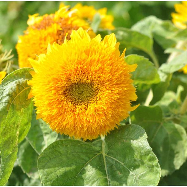 Solsikker. Sungold. Dwarf. Helianthus annuus. Fr.