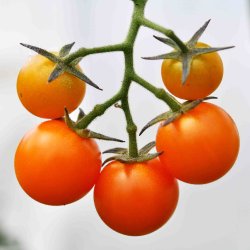 Tomat fr�. Sungold. Solanum lycopersicum. F1. Ca. 11 Fr�