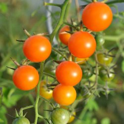Tomat fr�. Sungold. Solanum lycopersicum. F1. Ca. 11 Fr�