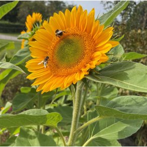 Solsikke fr�. Sunrich gold. Helianthus annuus. F1. Ca. 20 Fr�