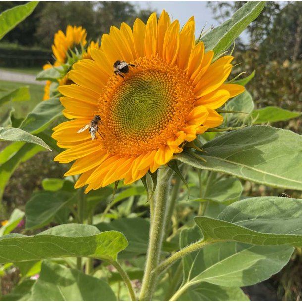 Solsikke fr�. Sunrich gold. Helianthus annuus. F1. Ca. 20 Fr�