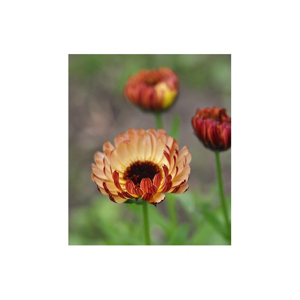 Morgenfrue. Calendula officinalis. Sunset Buff. Fr.