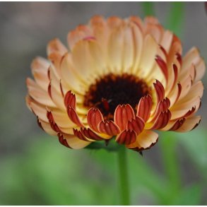 Morgenfrue. Calendula officinalis. Sunset Buff. Fr.