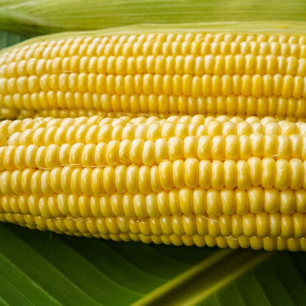 Majs fr�. Tasty sweet. Zea mays. F1. Ca. 50 Fr�