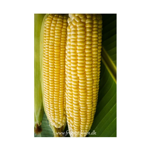 Majs. Tasty sweet. Zea mays. F1. Fr