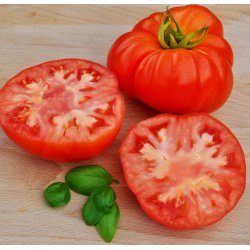 Tomat. Supersteak. Solanum lycopersicum. F1. Fr.