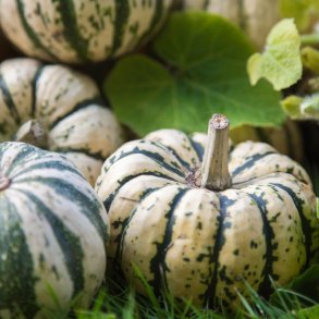 Gr�skar fr�. Sweet dumpling. Cucurbita pepo. Ca. 20 �kologiske fr�