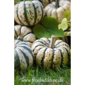 Grskar. Sweet dumpling. kologisk. Cucurbita pepo. Fr