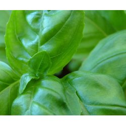 Basilikum. Genovese. Ocimum basilicum. kologisk. Fr.