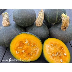 Grskar. Sweet Mama. Curcurbita maxima.  F1 Fr