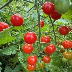 Tomat fr�. Sweetie. Solanum lycopersicum. Ca. 50 �kologiske fr�