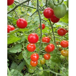 Tomat. Sweetie. Solanum lycopersicum. Fr.