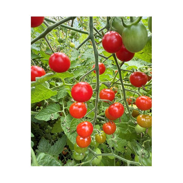 Tomat. Sweetie. Solanum lycopersicum. Fr.
