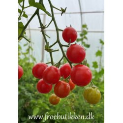 Tomat. Sweetie. Solanum lycopersicum. kologisk. Fr
