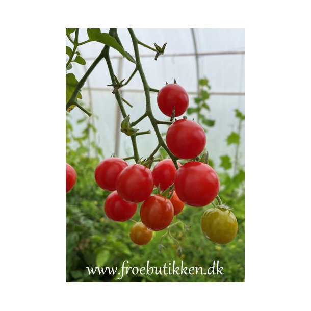 Tomat. Sweetie. Solanum lycopersicum. kologisk. Fr