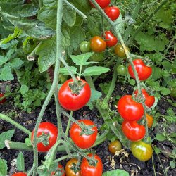 Tomat fr�. Sweetie. Solanum lycopersicum. Ca. 10 Fr�.