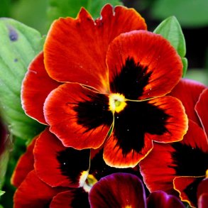 Stedmoderblomst fr�. Alpenglow. Viola wittrockiana. Ca. 300 Fr�.