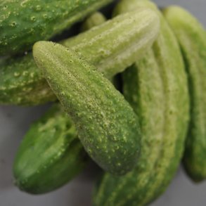 Agurk fr�. Syltning. Hokus. �kologisk Cucumis sativus. Ca. 30 Fr�
