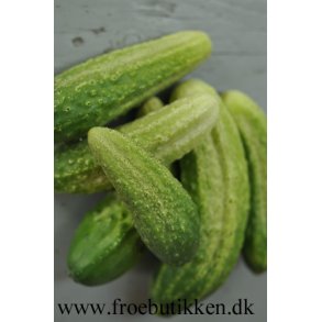 Agurk. Syltning. Hokus. kologisk Cucumis sativus. Fr