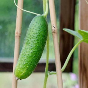Agurk fr�. Syltning. Diamant. F1.  Cucumis sativus. �kologisk. Ca. 14 Fr�