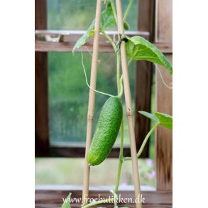 Agurk. Syltning. Diamant. F1.  Cucumis sativus. kologisk. Fr