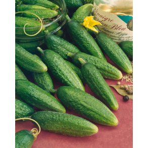 Agurk. Syltning. Vorgebirgstrauben. Cucumis sativus. Fr.