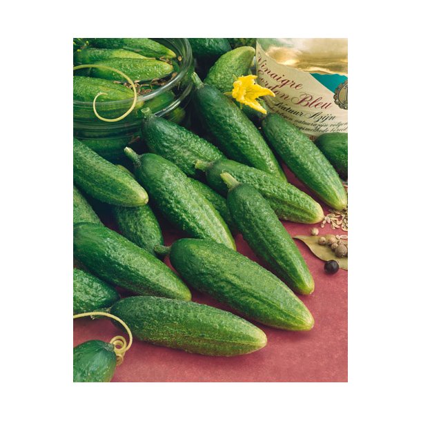 Agurk. Syltning. Vorgebirgstrauben. Cucumis sativus. Fr.