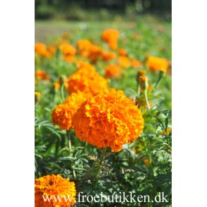 Fljlsblomster. Hawaii. Tagetes erecta. Fr.