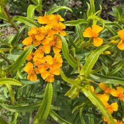 Lakridstagetes fr�. Tagetes lucida. Fr�