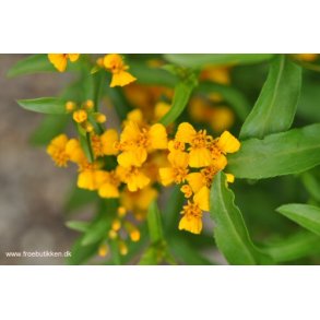 Lakridstagetes. Tagetes lucida. kologisk Fr