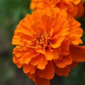 Fl�jlsblomster fr�. Tangerine. Tagetes patula. Fr�.
