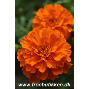 Fljlsblomster. Tangerine. Tagetes patula. Fr.