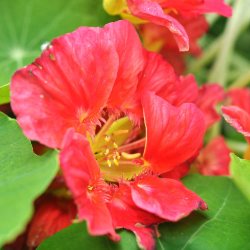 Blomsterkarse fr�. Cherry Rose. Tropaeolum nanum. XL pose. Ca. 700 Fr�.