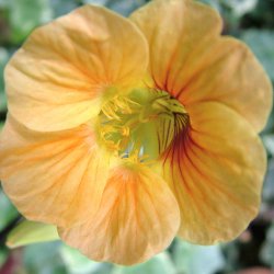 Blomsterkarse fr�. Apricot. Tropaeolum nanum. XL pose. Ca. 900 Fr�