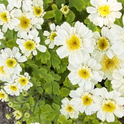 Matrem fr�. Carlos. Tanacetum parthenium. Fr�