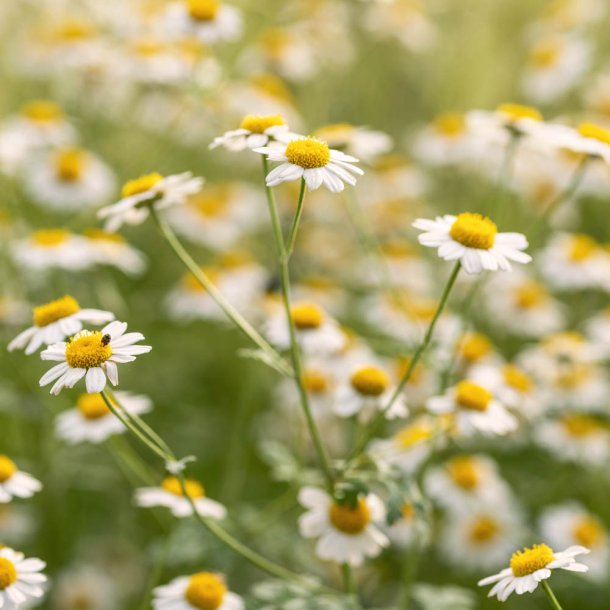 Silver Tansy fr�. Million blooms white. Tanacetum niveum. Ca. 2250 Fr�