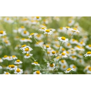 Silver Tansy. Tanacetum niveum. Million blooms white. Fr