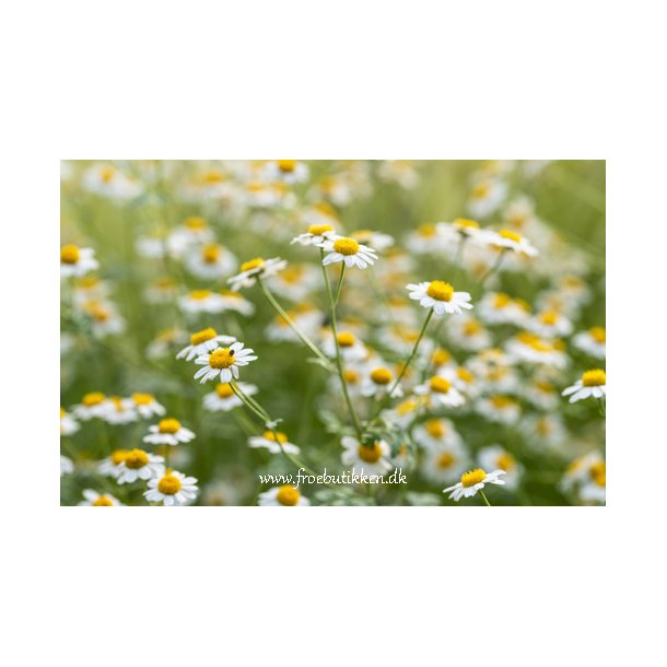 Silver Tansy. Tanacetum niveum. Million blooms white. Fr