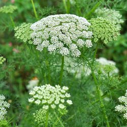 Tandstikkerurt fr�. Ammi visnaga. Ca. 1200 Fr�
