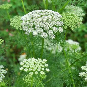 Tandstikkerurt fr�. Ammi visnaga. Ca. 1200 Fr�
