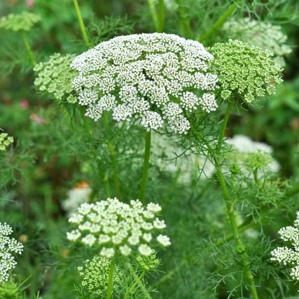 Tandstikkerurt fr�. Ammi visnaga. Ca. 1200 Fr�
