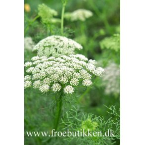 Tandstikkerurt. Ammi visnaga. Fr