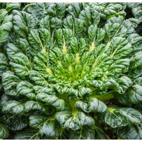Tatsoi. Brassica rapa var. rosularis. kologisk. Fr