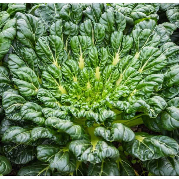 Tatsoi. Brassica rapa var. rosularis. kologisk. Fr