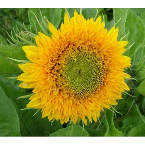 Solsikker. Teddy Bear. Helianthus annuus. Fr.