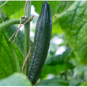 Agurk. Telegraph Improved. Cucumis sativus.Fr