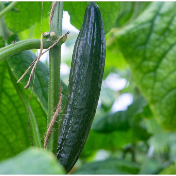 Agurk. Telegraph Improved. Cucumis sativus.Fr